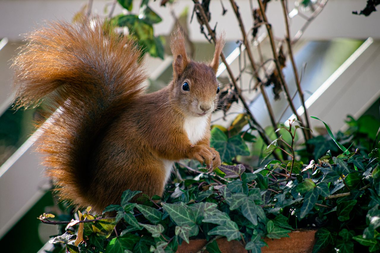Sciurus