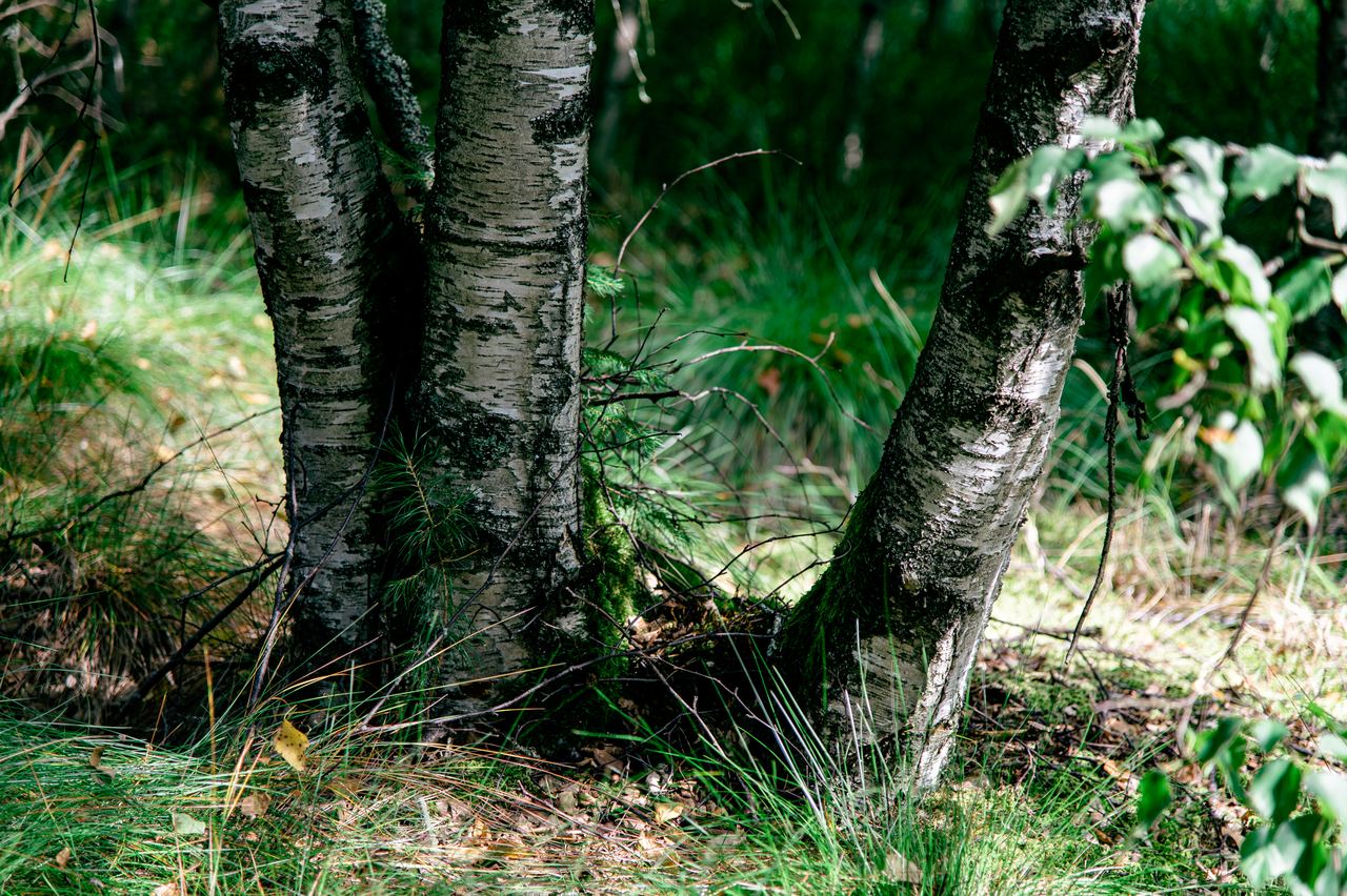 Roots