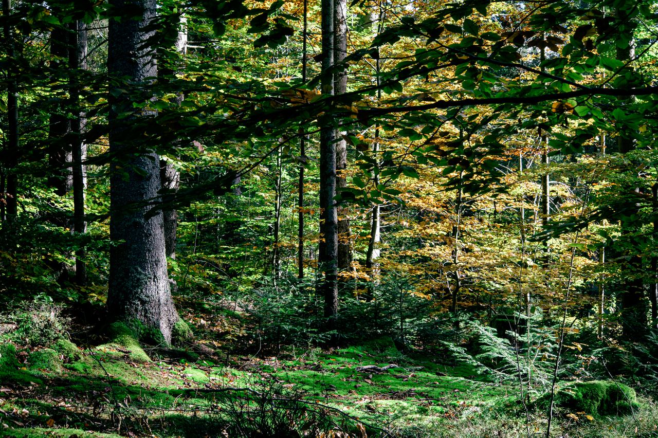 Wood