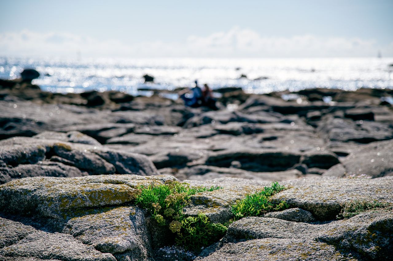 Seaweed