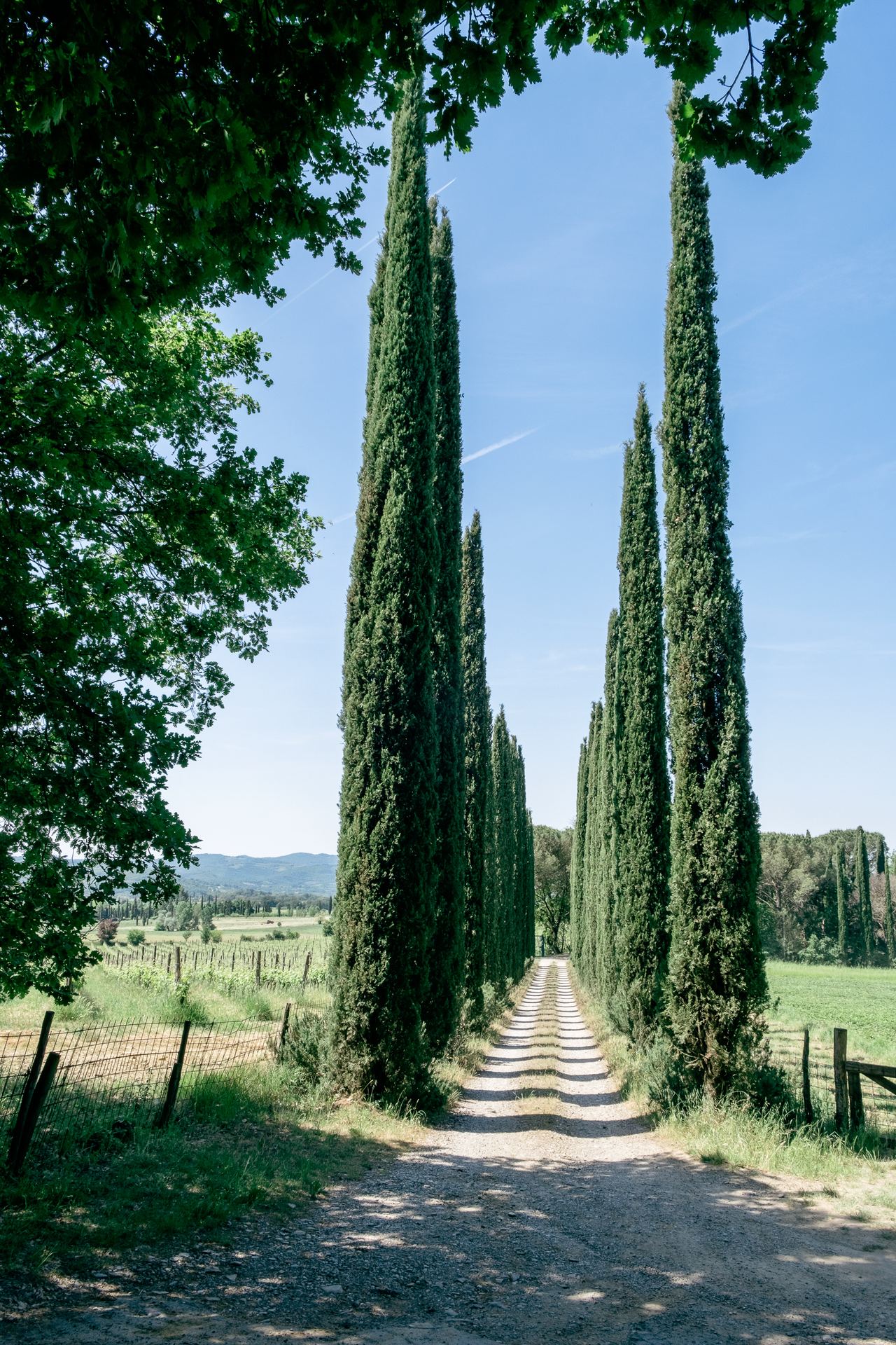 Pine Allee