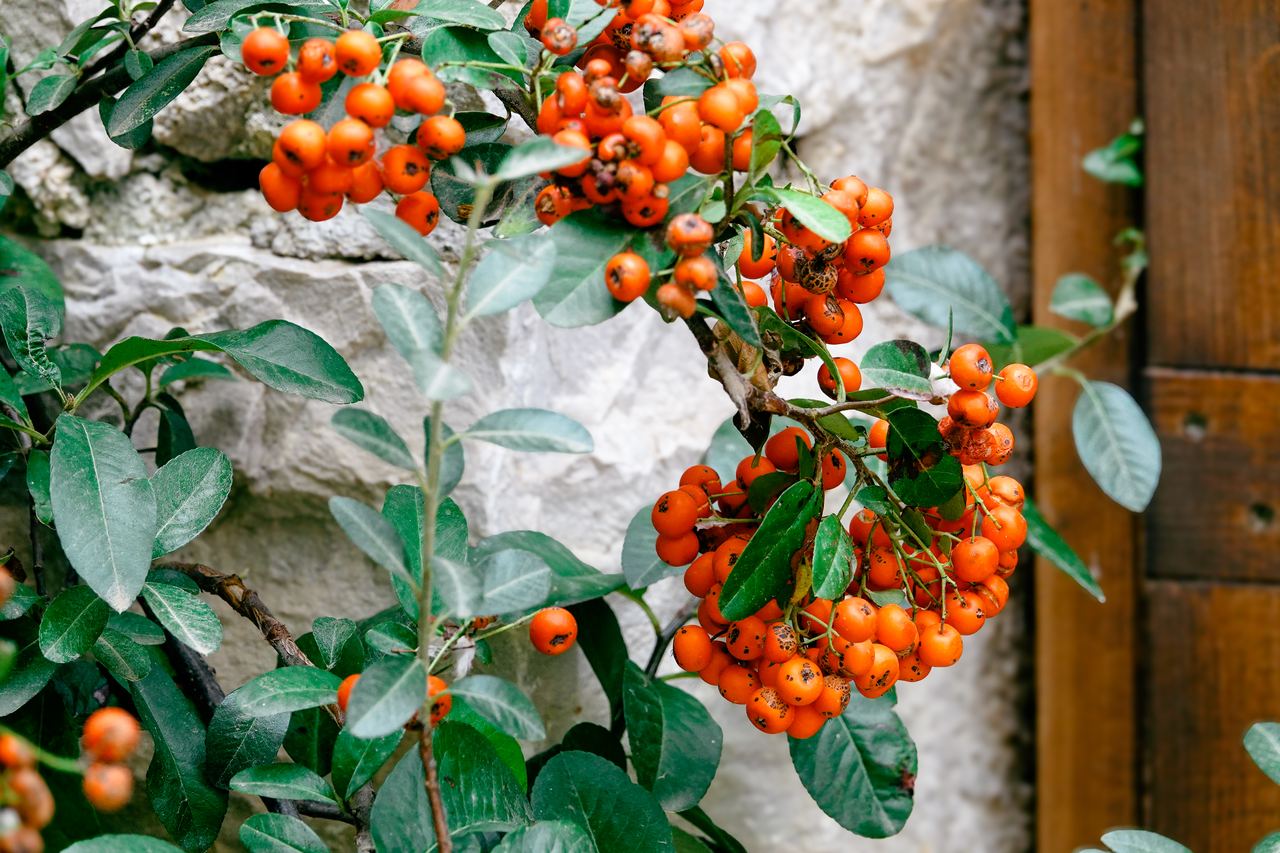 Büffelbeeren
