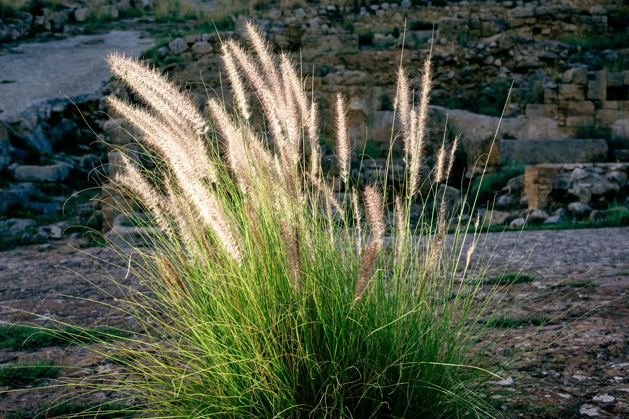 Leuchtendes Grass