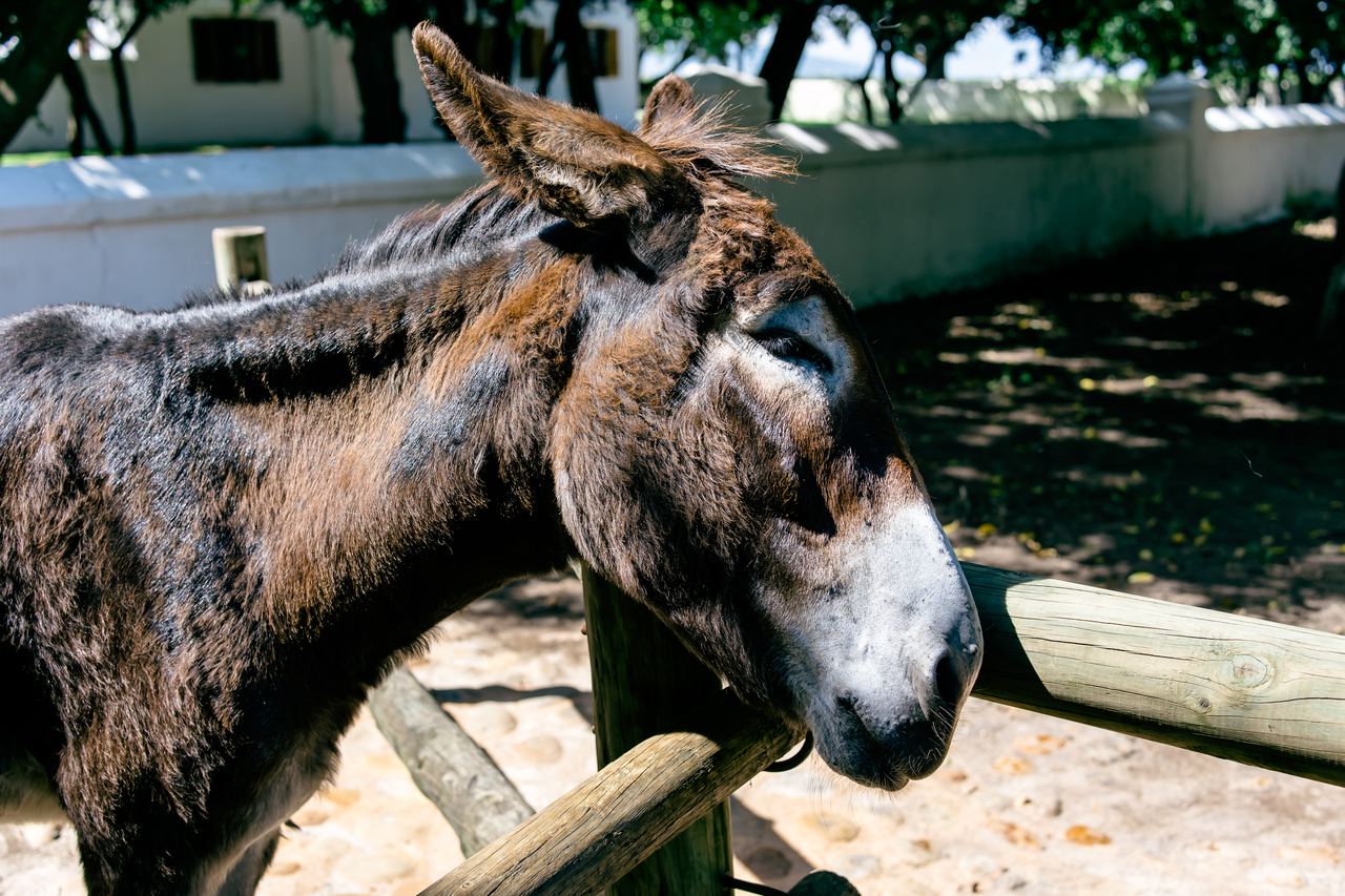Donkey