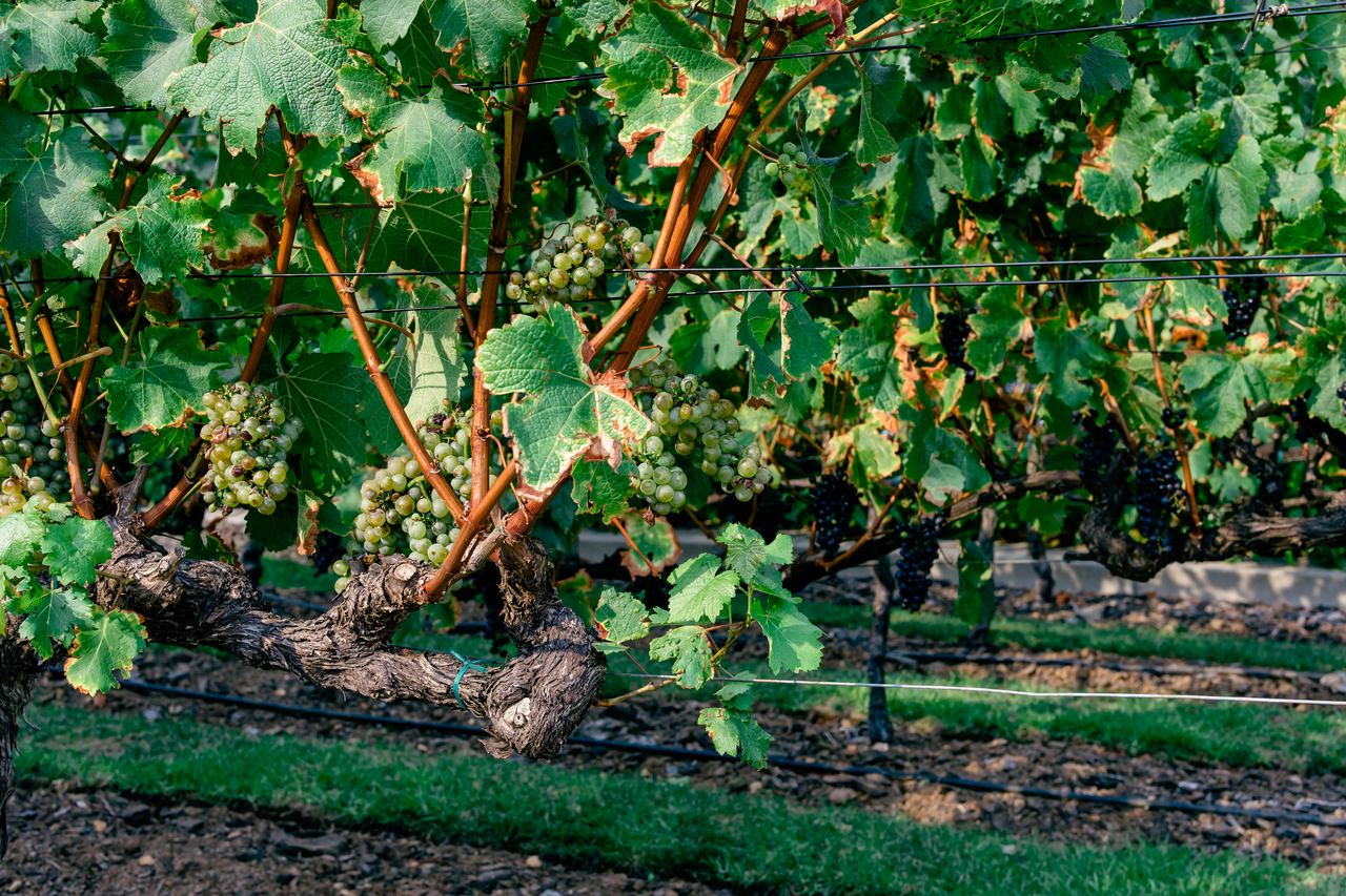 White Grapes