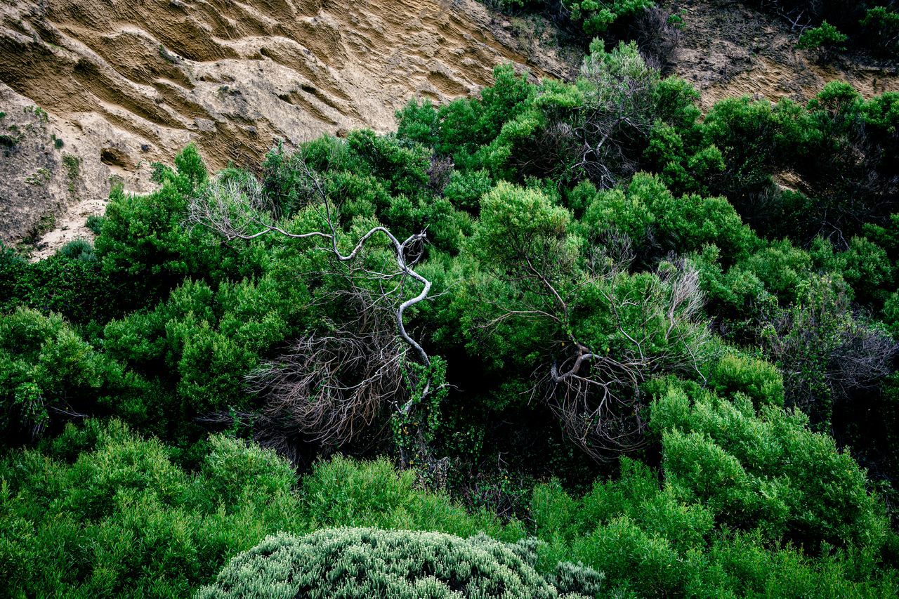 Woodland