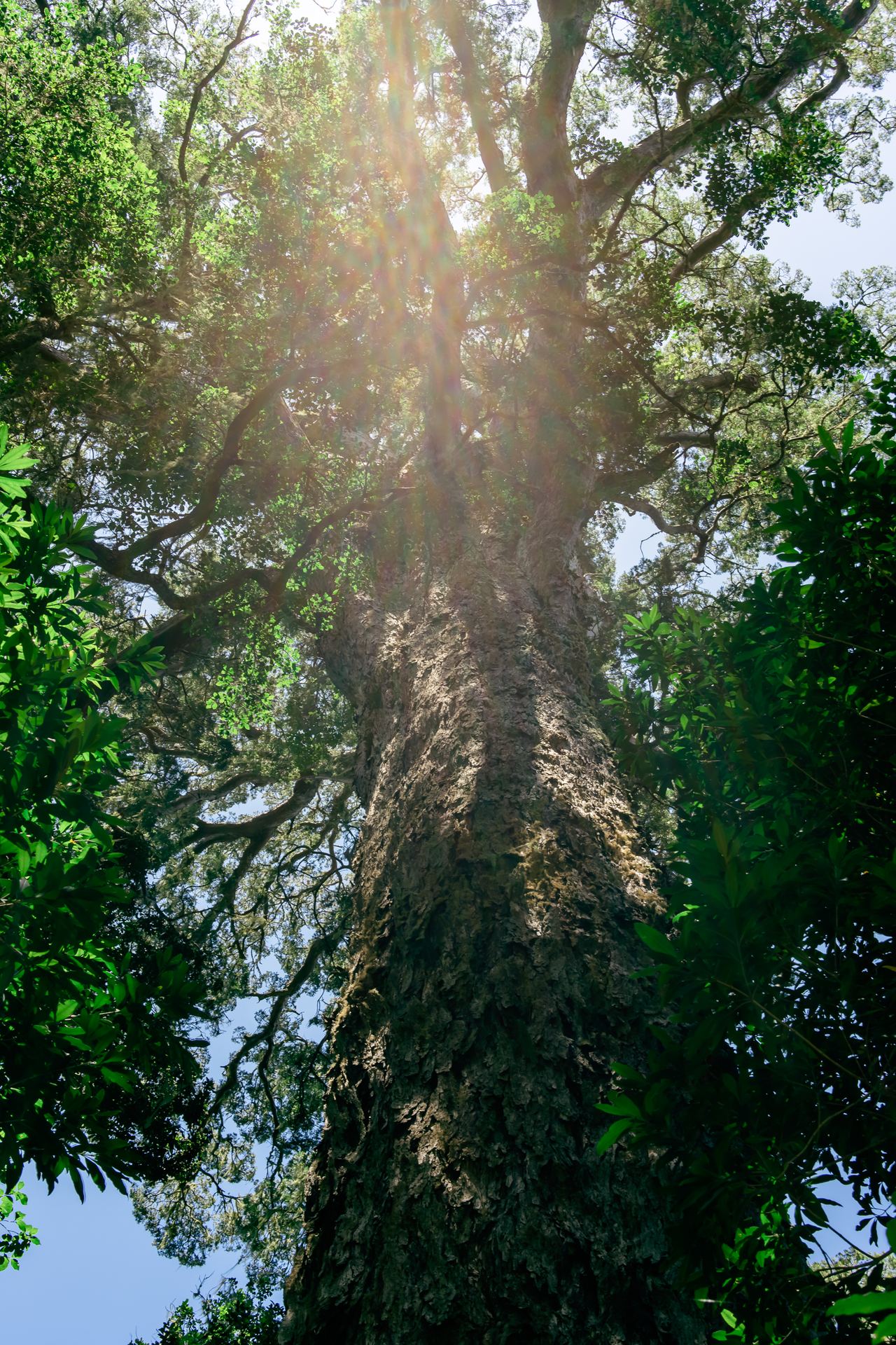 Big Tree