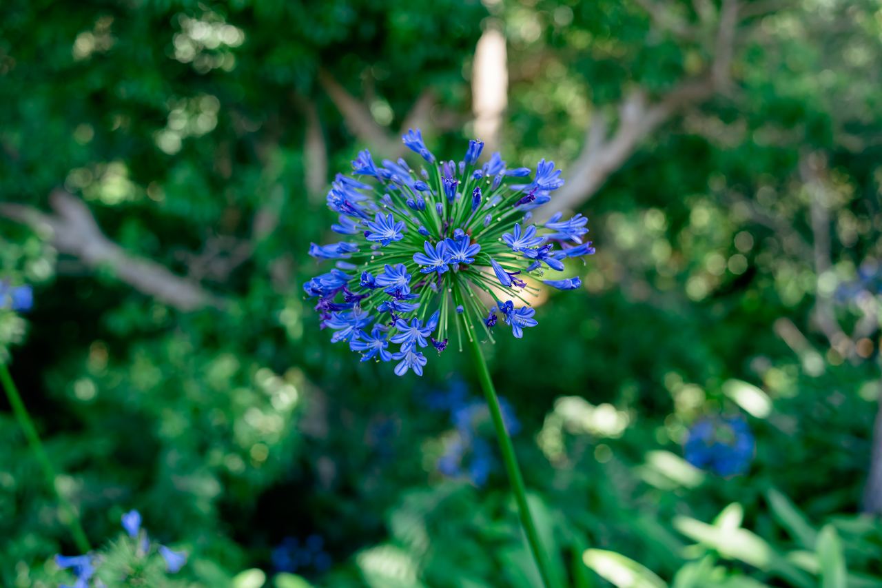 Agapanthus africanus