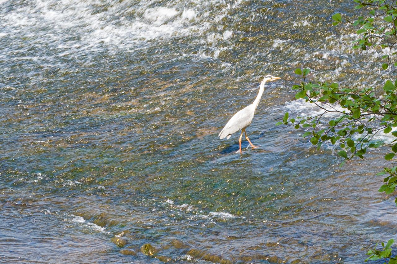 Heron
