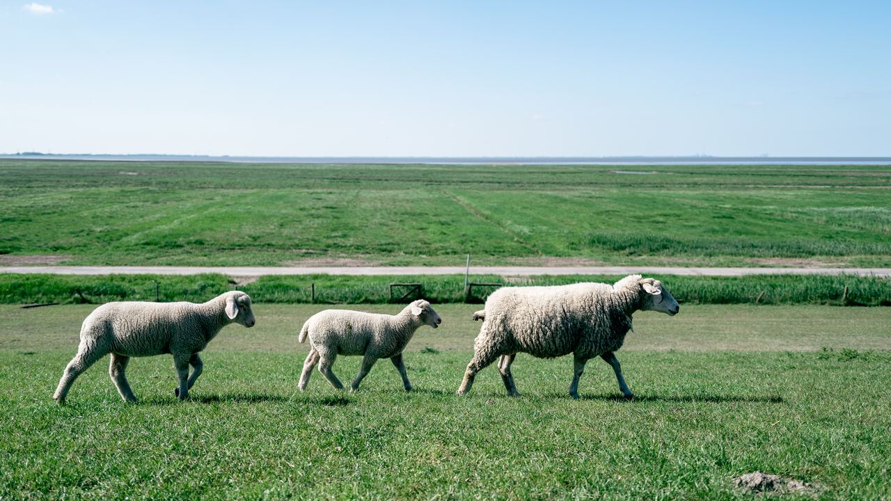 Sheep Family