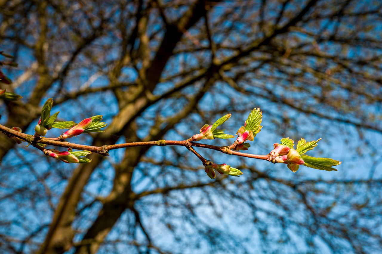 Ostseefrühling – Foto 9