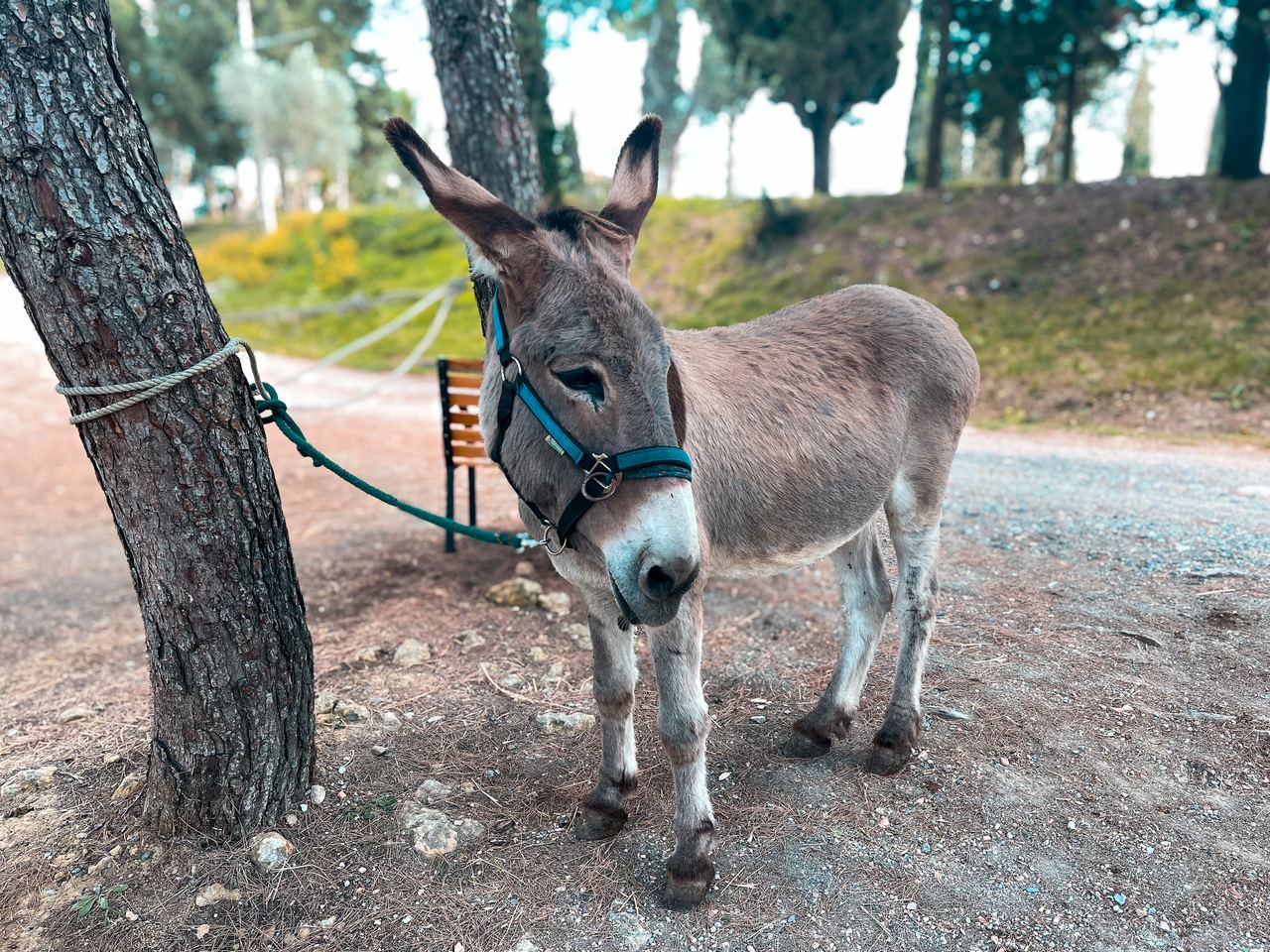 With a Donkey – Photo 1